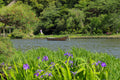 Peaceful Garden in Yokohama, Japan