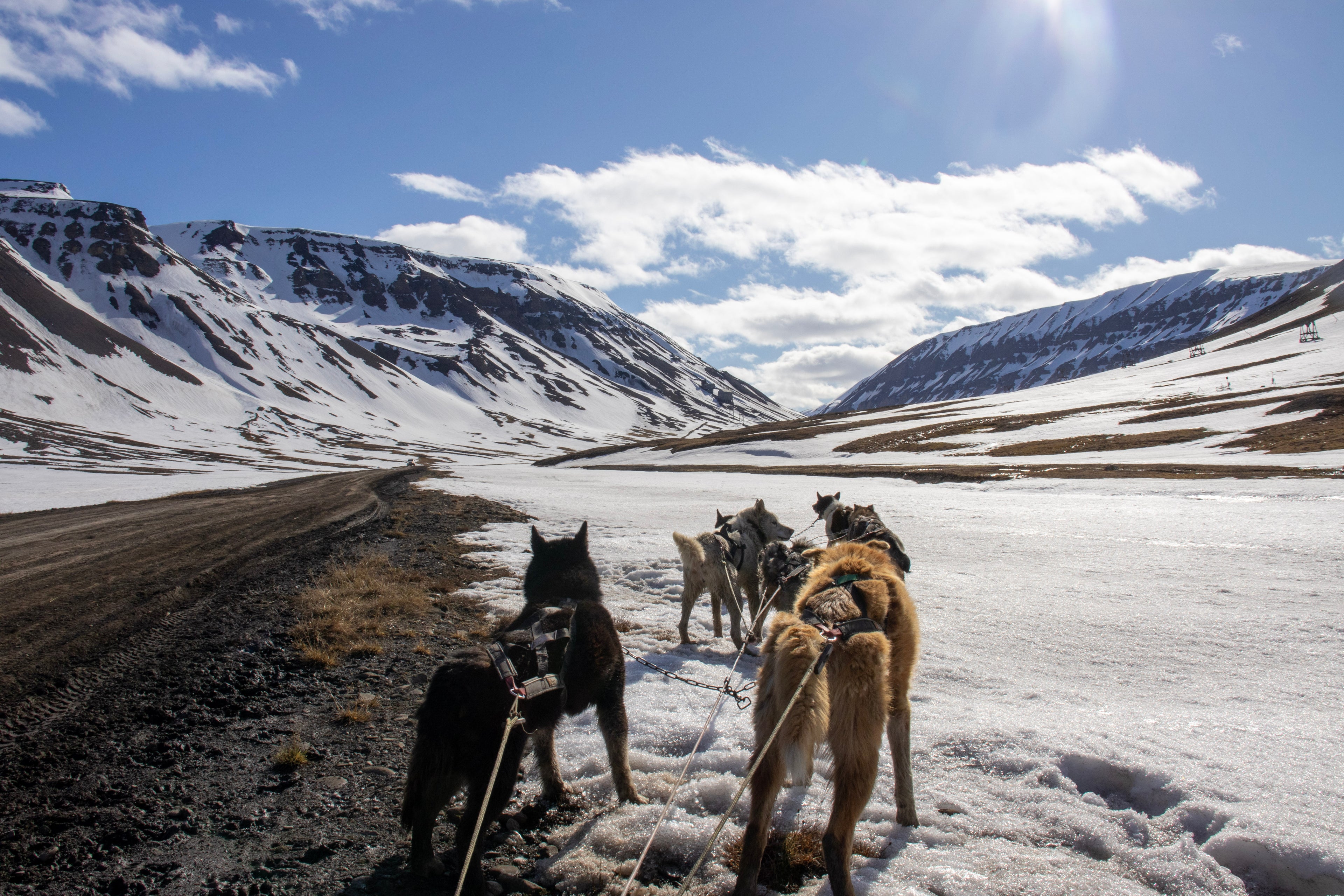 Sled Dogs in Longyearbyen, Svalbard – Fine Art Arctic Photography Print