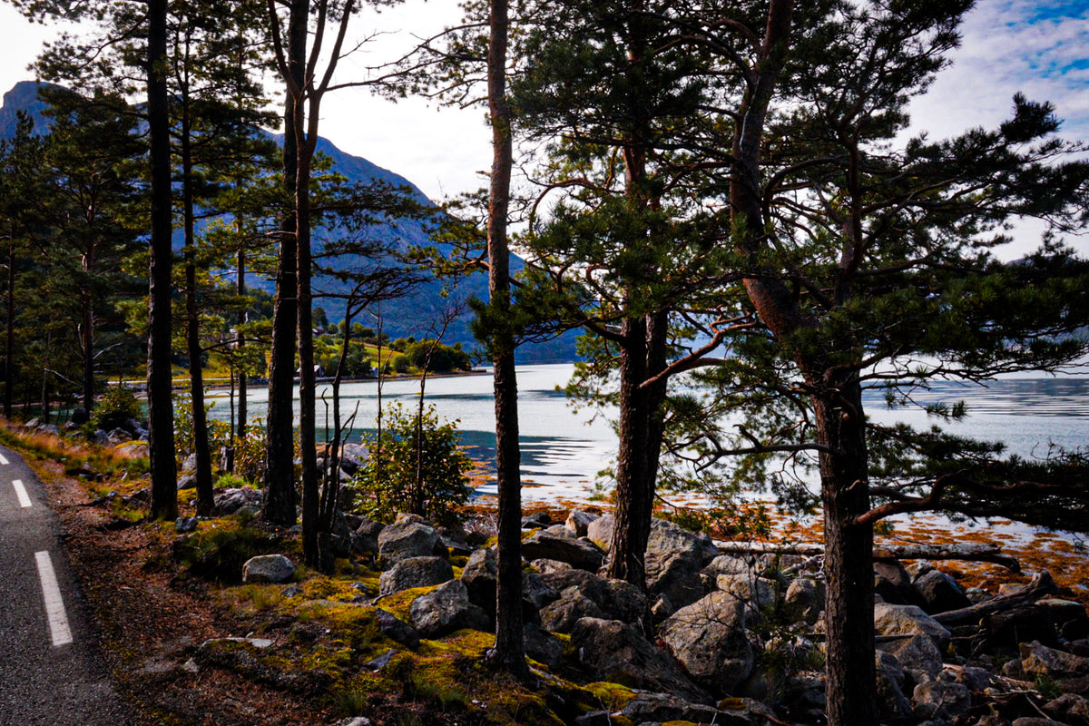 Forest Road Along the Eidfjord Fjord, Norway – Fine Art Landscape Photography Print