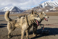 Arctic Sled Dogs, Svalbard | Original Fine Art Wildlife Photography | Polar Adventure Wall Art