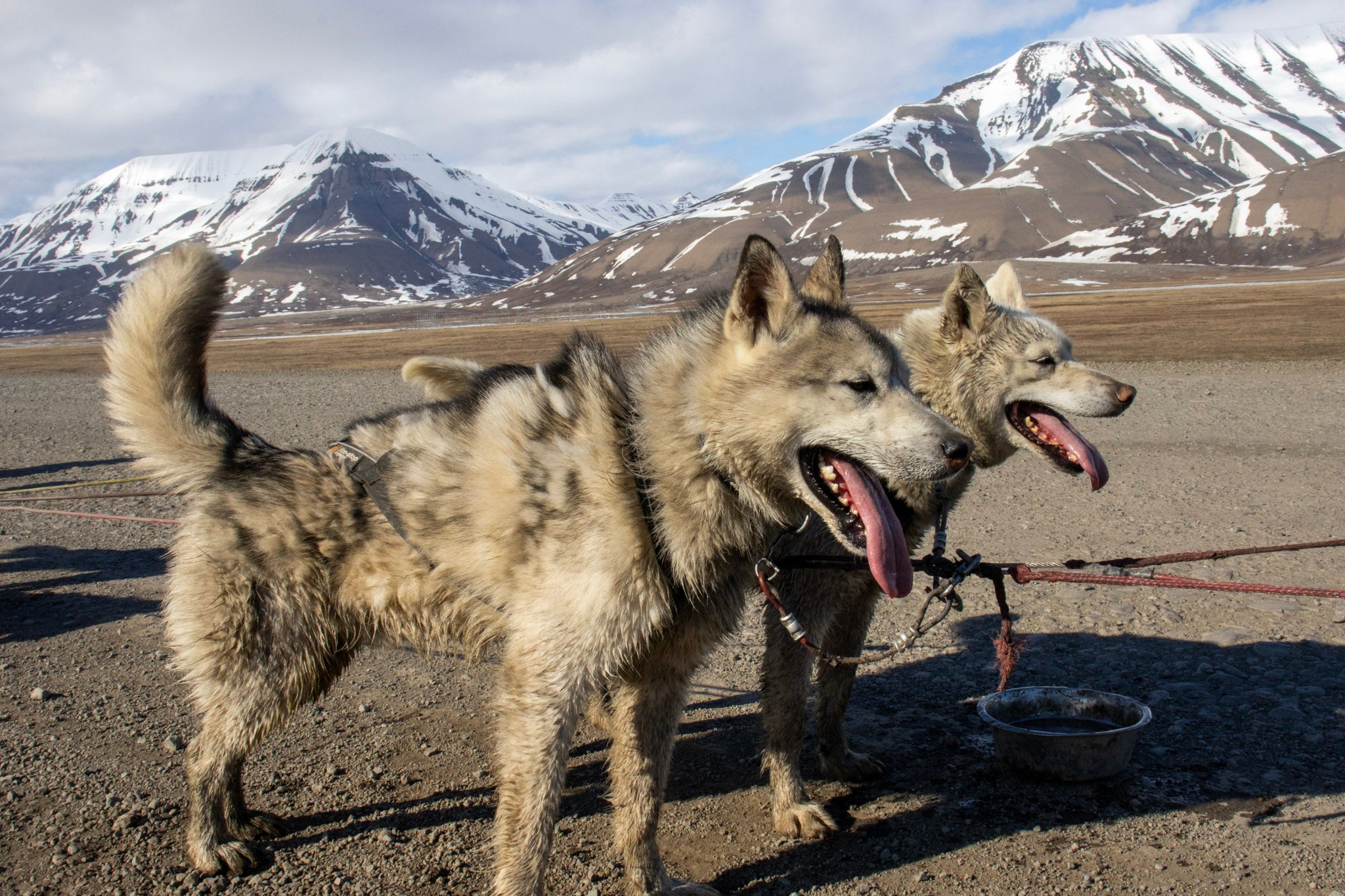 Arctic Sled Dogs, Svalbard | Original Fine Art Wildlife Photography | Polar Adventure Wall Art