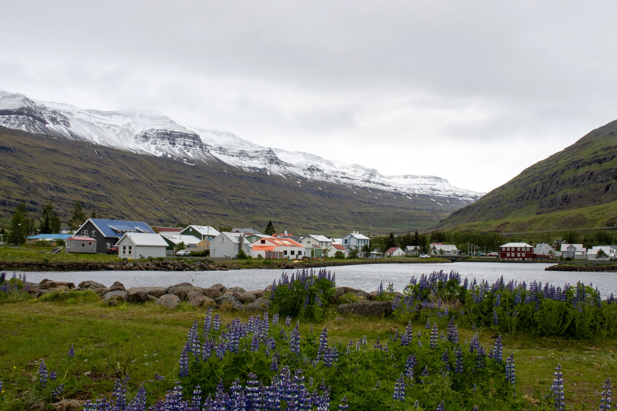 Seyðisfjörður, Iceland – Wildflowers, Fjord & Snow-Capped Mountains | Original Travel Photography Wall Art