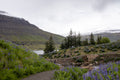 Wild Lupines in Seyðisfjörður, Iceland – Snow-Capped Fjord Landscape | Original Travel Photography Wall Art