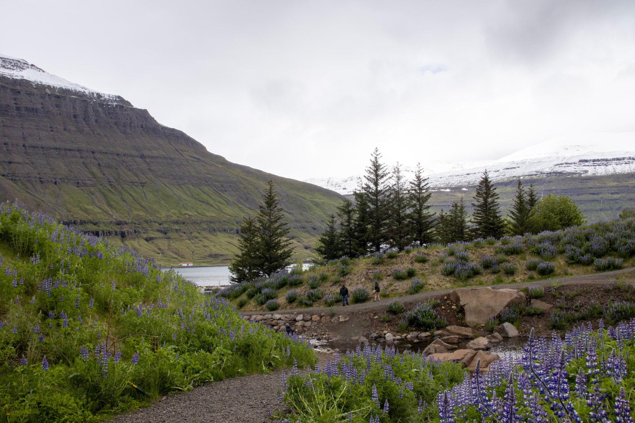 Wild Lupines in Seyðisfjörður, Iceland – Snow-Capped Fjord Landscape | Original Travel Photography Wall Art